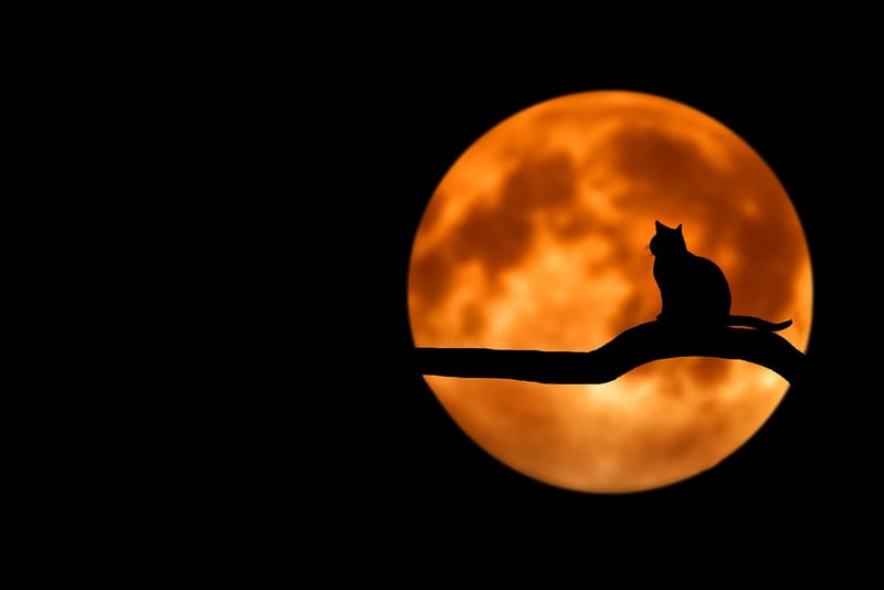 Moonlight